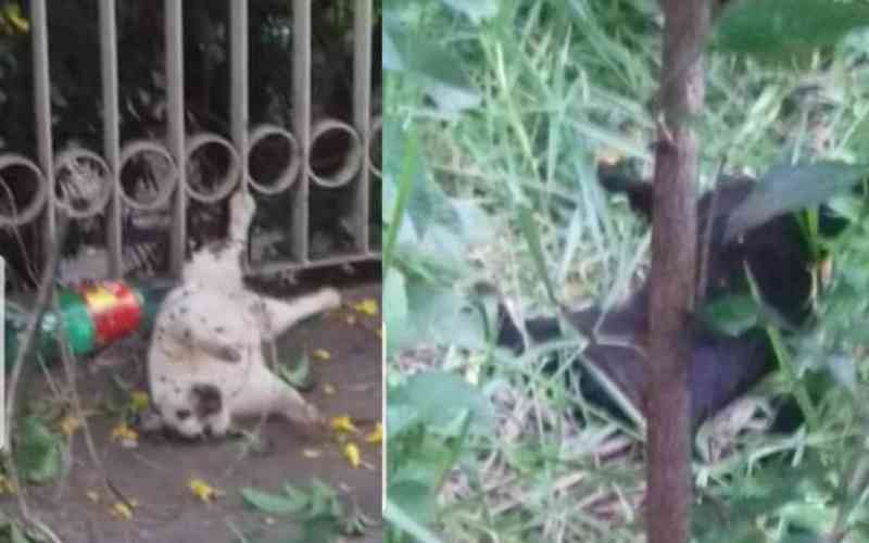 Projeto de proteção animal denuncia envenenamento de gatos comunitários em Ribeirão Preto, SP