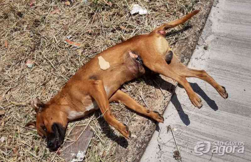 Cachorro é morto com requintes de crueldade no Jardim Zavaglia, em São Carlos, SP