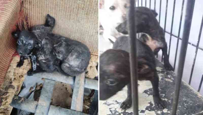 Cães em situação da maus-tratos foram resgatados em operação conjunta entre polícias Ambiental e Civil em São Vicente, SP