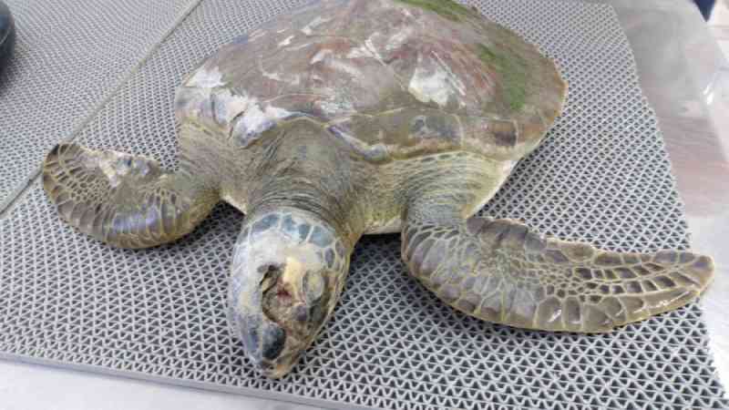 Tartaruga-verde é resgatada com ferimentos na cabeça em SP