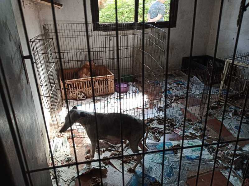 Polícia descobre clínica veterinária e canil clandestinos com mais de 80 animais em Biritiba Mirim, SP