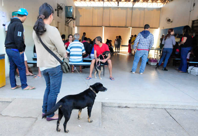 Castrações de cães e gatos crescem 92% em 2019, em Jundiaí, SP