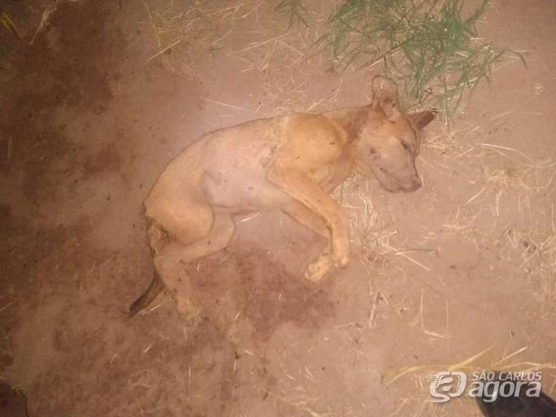 Tutor prende e mata cachorro com barra de ferro em São Carlos, SP