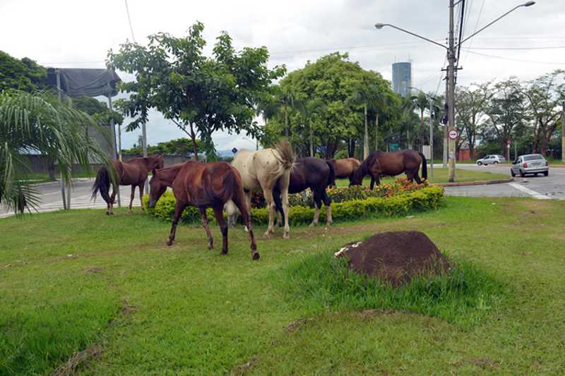 Serviço de apreensão capturou 78 animais de grande porte em São José dos Campos, SP