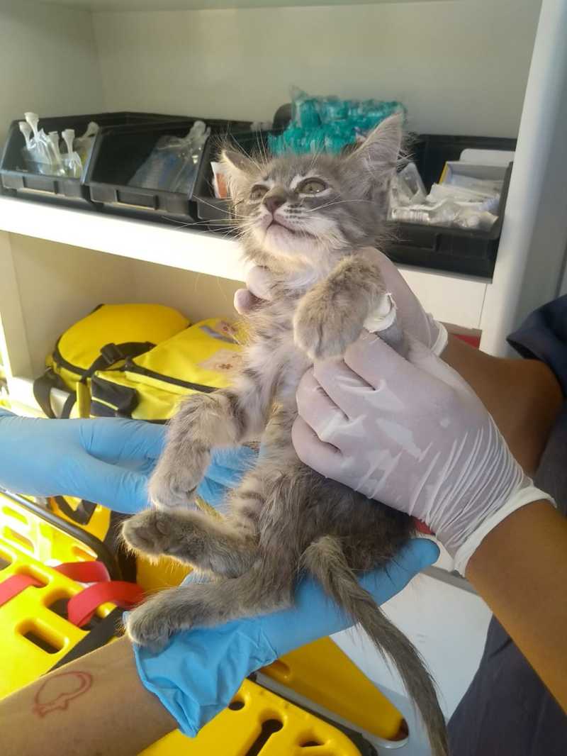 Gata com hipotermia é o primeiro animal resgatado pelo Samu Animal de São Vicente, SP
