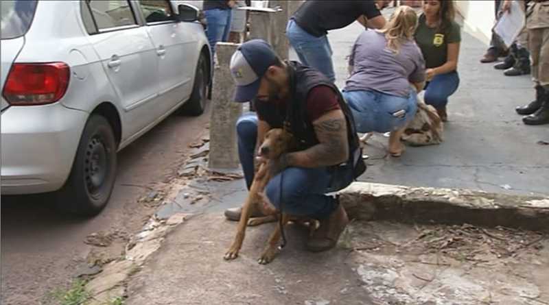 Mais de 10 cachorros são resgatados após serem abandonados em casa cheia de fezes
