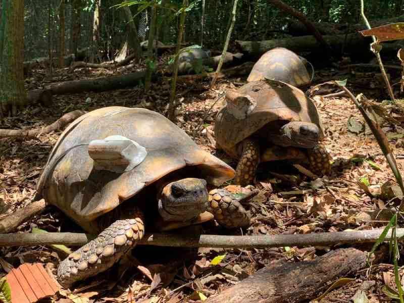 Com fechamento de zoológico da UFMT, 28 jabutis são levados para o Parque da Tijuca no RJ