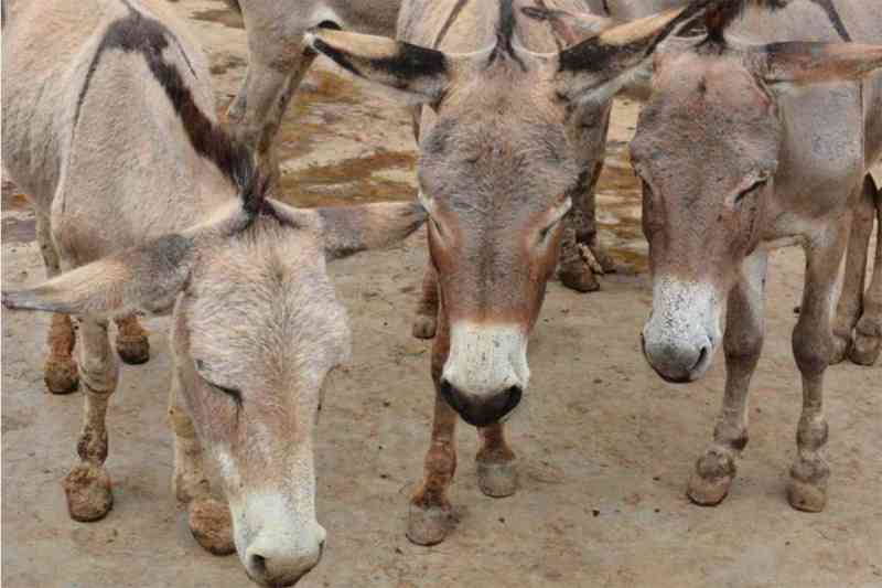 Cinco milhões de burros são mortos por causa de sua pele, usada na medicina tradicional chinesa