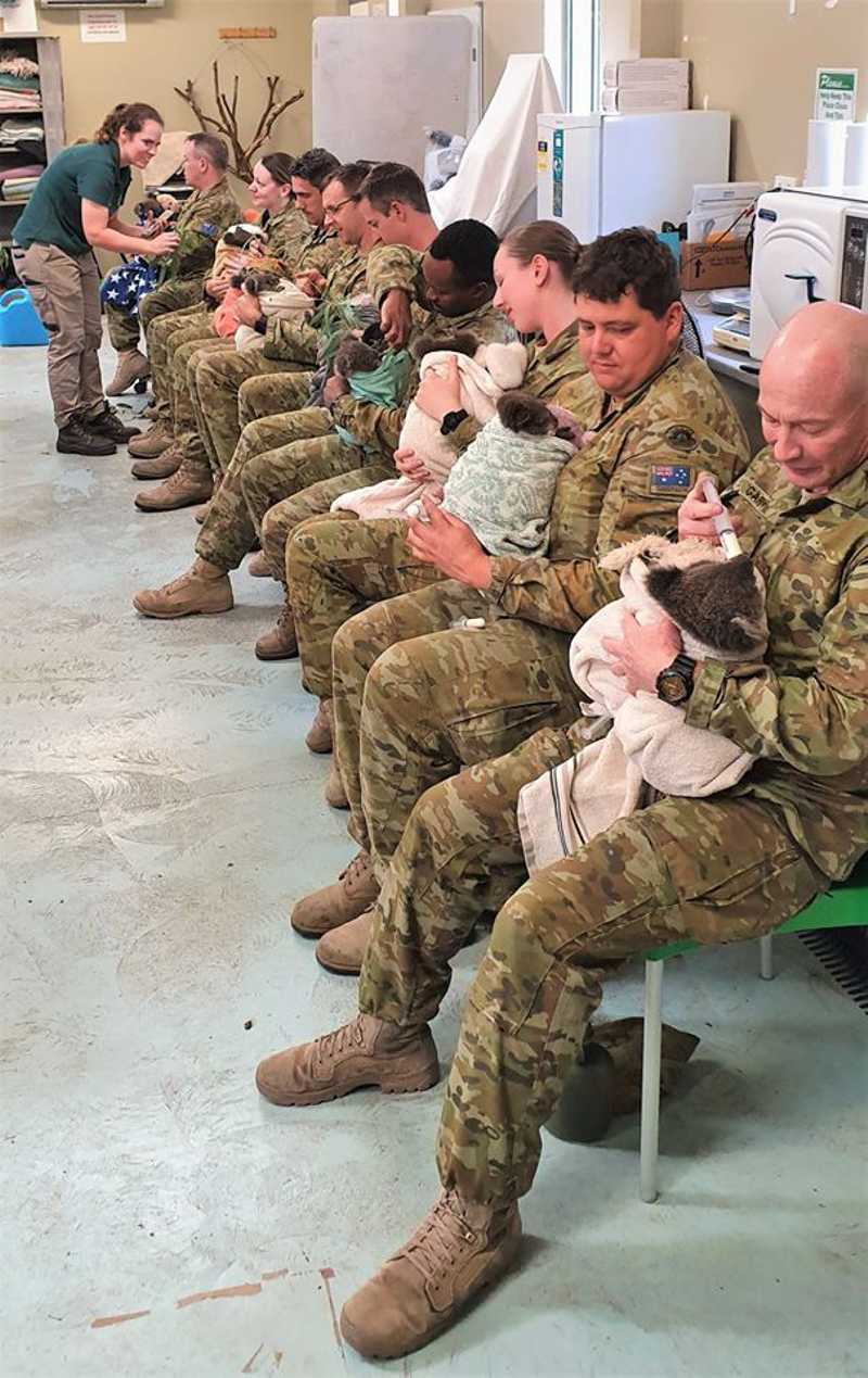 Militares australianos usam suas horas de descanso para cuidar de coalas queimados