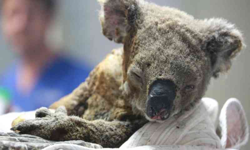 Dezenas de coalas são sacrificados após destruição de habitat na Austrália