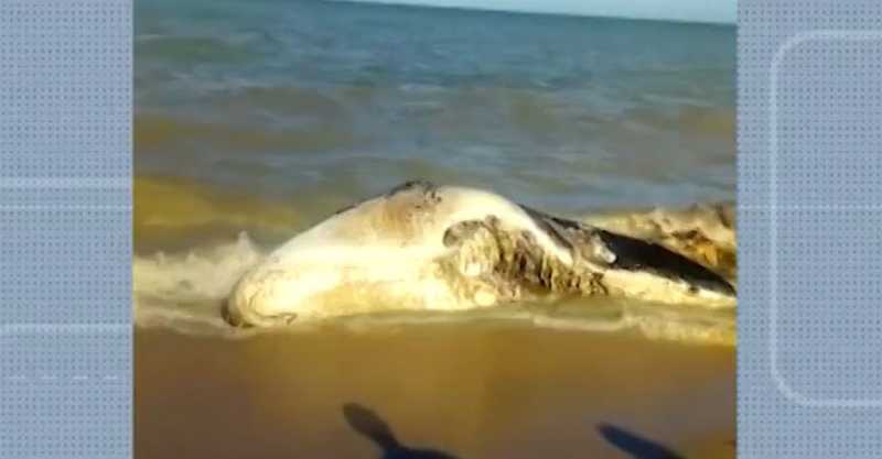 Baleia é encontrada morta em praia de Alcobaça, no sul da Bahia