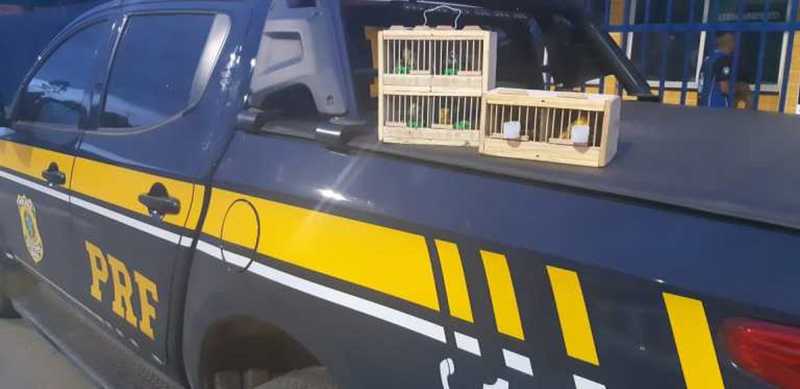 Pássaros silvestres em situação de maus-tratos são resgatados durante fiscalizações em rodovias da Bahia