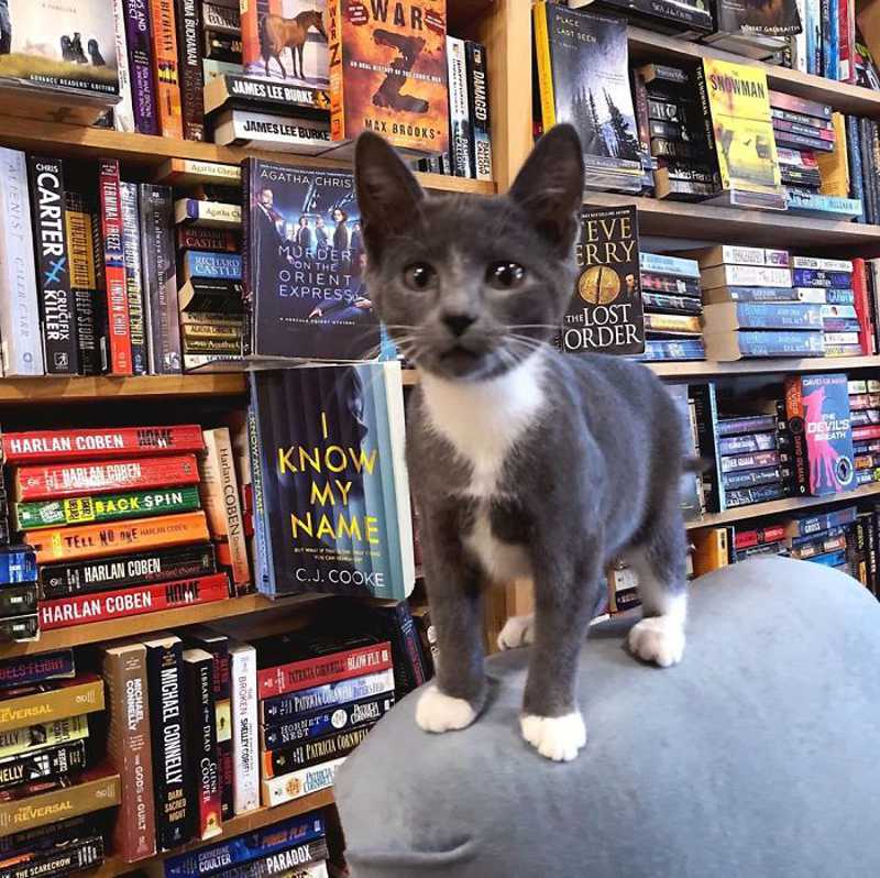 Esta livraria no Canadá está cheia de gatinhos fofos que os clientes podem brincar e até adotar