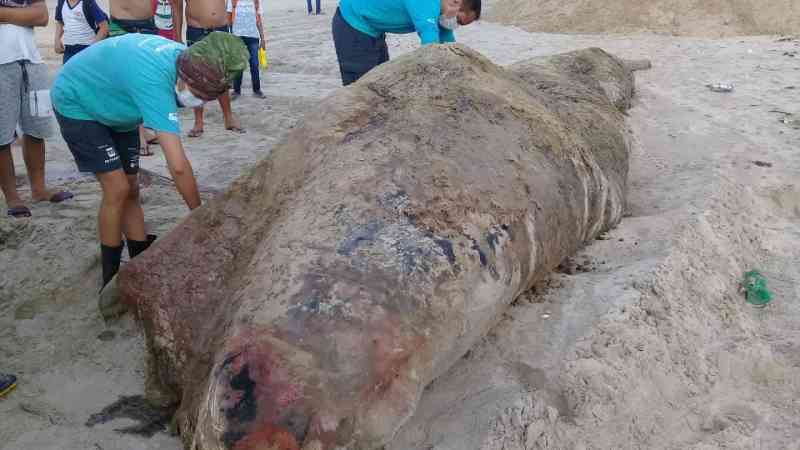 Baleia cachalote de 2,5 toneladas é encontrada morta na Praia de Guajiru, em Trairi, CE
