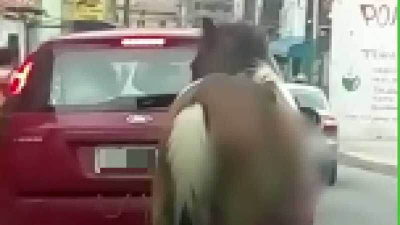 Cavalo é puxado por carro no bairro Mucuripe, em Fortaleza; veja flagrante em vídeo