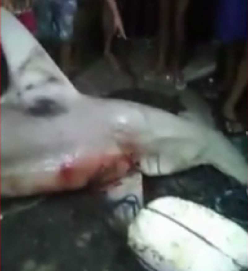 Tubarão-martelo é encontrado morto em rede de pescadores na orla de Fortaleza, CE
