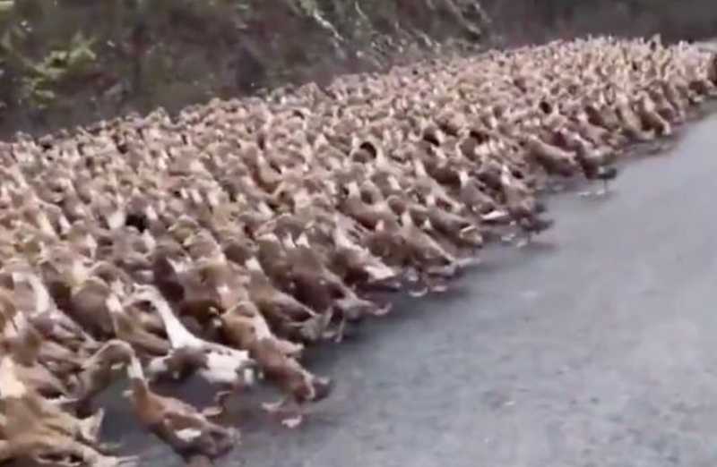 Vídeo: China usará exército de 100 mil patos para conter gafanhotos