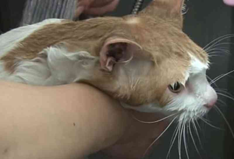 Gato é resgatado após ficar preso em parede de shopping por dois anos