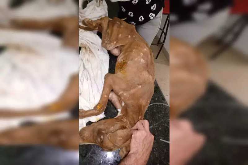 Cão morre três dias após ser deixado enrolado em fio no Entorno do DF