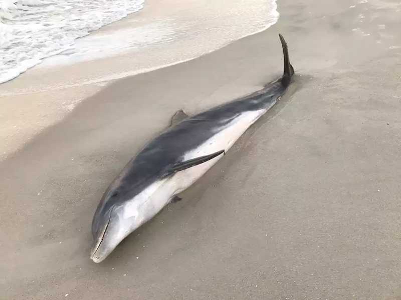 Um dos golfinhos encontrados na semana passada na Flórida. Foto: Florida Fish and Wildlife Conservation Commission