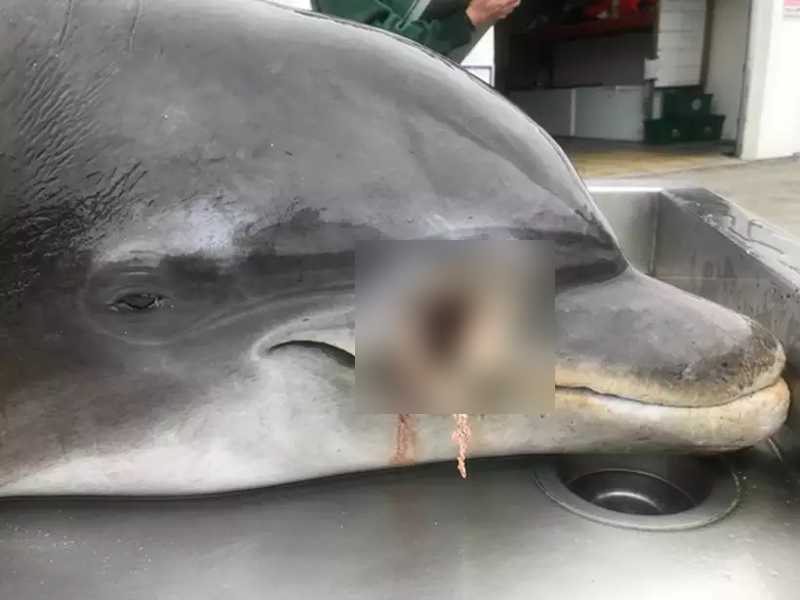 Golfinhos têm sido mortos a tiros nos EUA; autoridades buscam serial killer