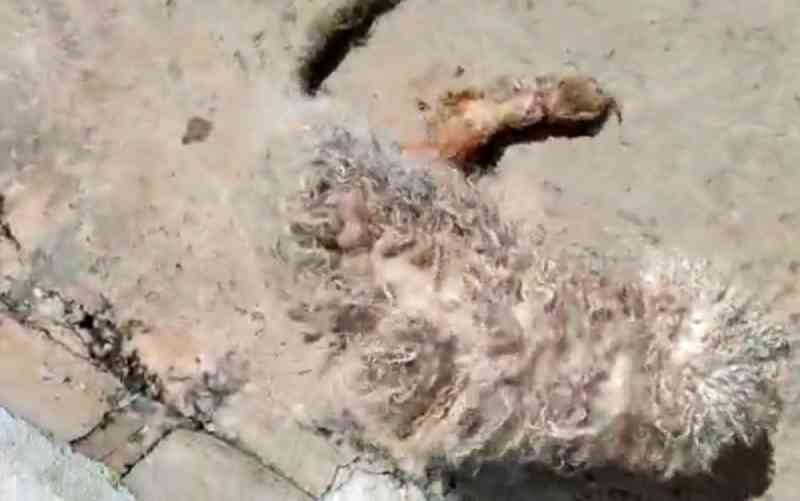 Polícia resgata cão com patas quebradas que estava sem água e comida em casa de Cidade Ocidental; vídeo