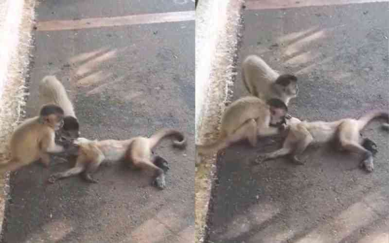 Após ser atropelado, macaco é ‘socorrido’ por outros animais da mesma espécie em Goiânia; vídeo