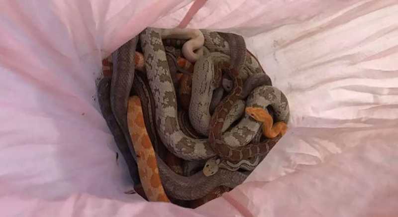 Mistério: Cobras abandonadas em fronhas intrigam cidade na Inglaterra