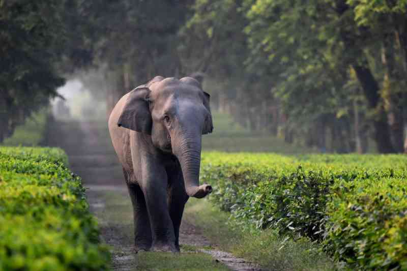 Elefantes estão caindo em trincheiras em plantações de chá na Índia