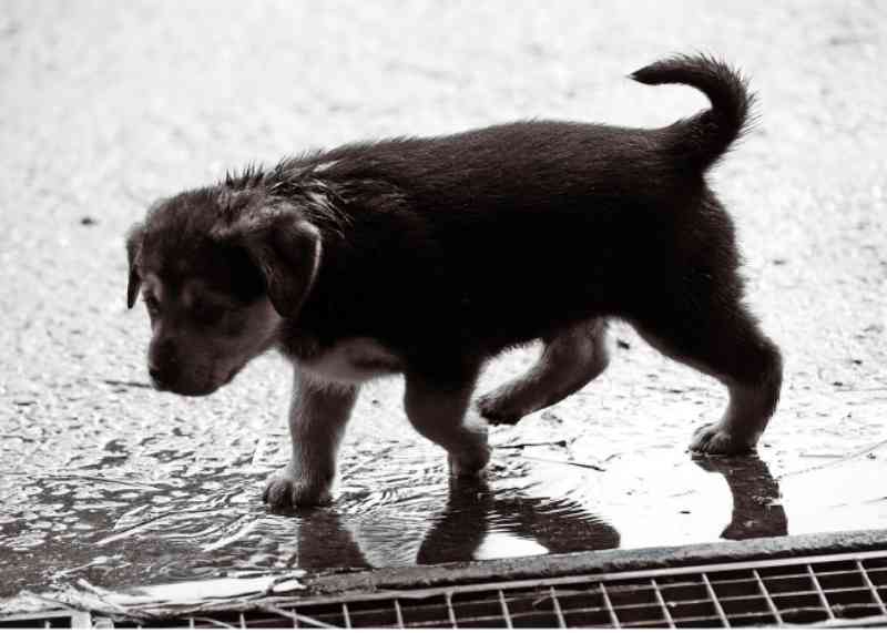 Prefeitura de Uberaba (MG) recebe doações para cães e gatos vítimas das chuvas no estado