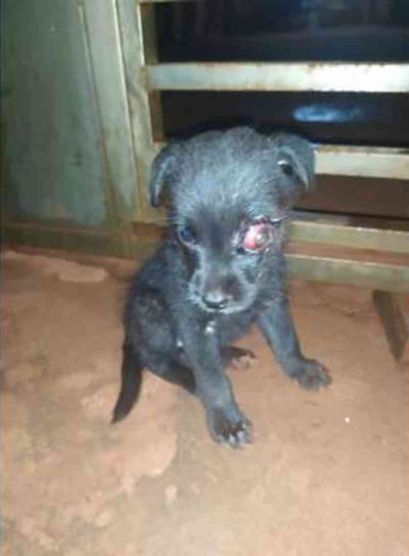 Cadelinha é abandonada com olho infeccionado, é resgatada e precisa de um lar