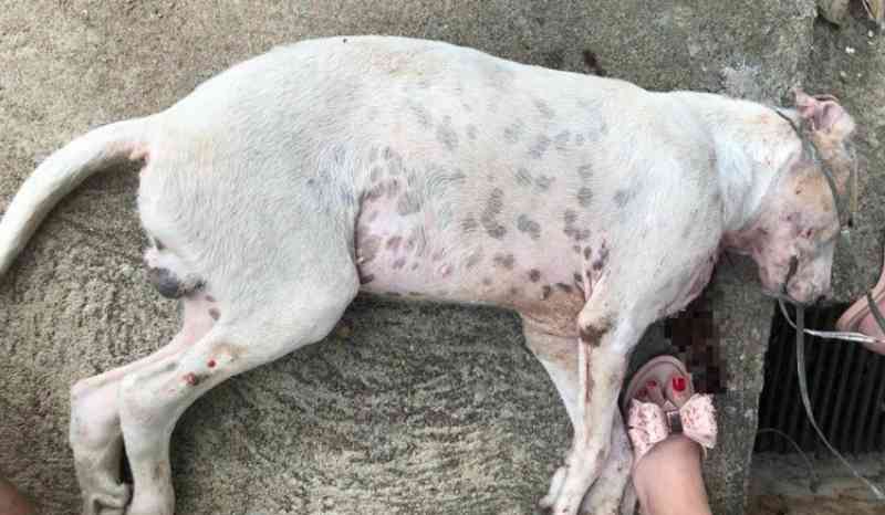 Caso de cachorro que morreu ferido por arma branca revolta protetores de animais em Cajazeiras, PB