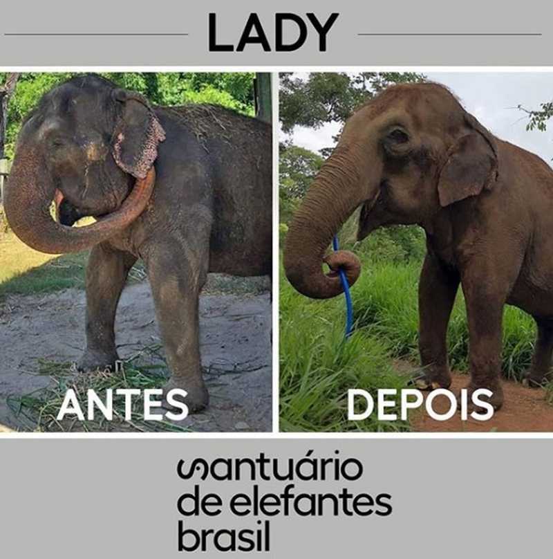 Foto mostra antes e depois de elefanta Lady em MT. — Foto: Santuário de Elefantes do Brasil