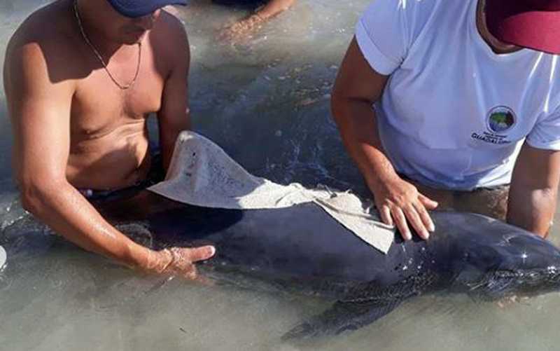 Filhote de golfinho se perde de bando, é salvo por turistas e devolvido ao mar em Tamandaré, PE