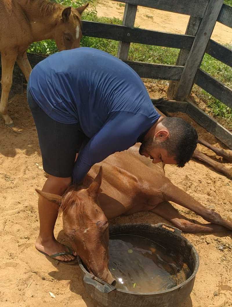 Morador tenta salvar égua com fome e sede em curral da Prefeitura de Curimatá — Foto: Arquivo Pessoal/José Gabriel