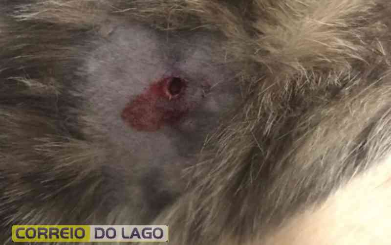 Cães e gatos são mortos com tiros de espingarda de pressão nos bairros Renascer e Panorâmico, em Missal, PR