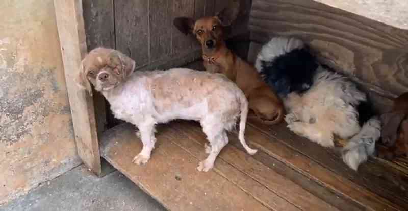 Mais de 50 cães são resgatados em situação de maus-tratos, em São José dos Pinhais, PR