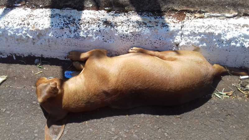 Cascavel, PR: Cães são encontrados envenenados no Consolata e moradores fazem apelo