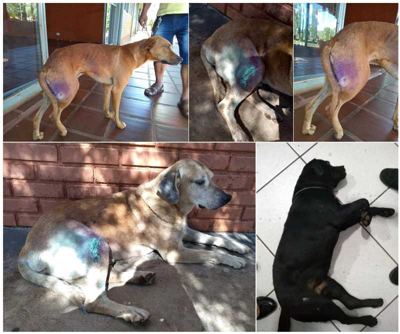 Cães são cruelmente atacados na rodoviária em Faxinal, PR