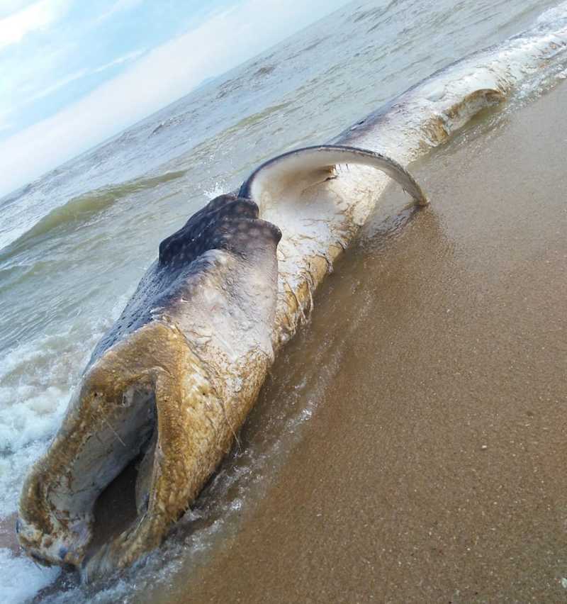 Tubarão-baleia é encontrado morto em praia de Carapebus, no RJ