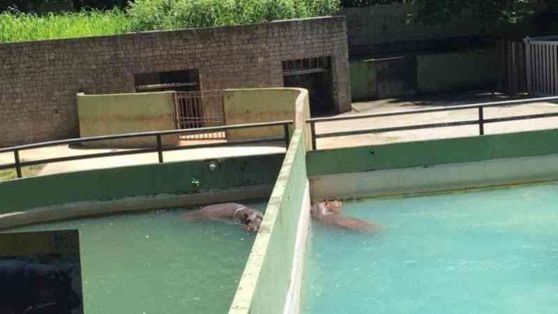 Visita da OAB a obras do Zoológico do Rio termina com boa notícia para casal de hipopótamos, separados há anos