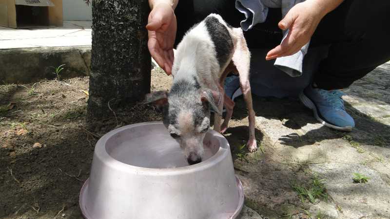 Mais de 40 animais com indícios de maus-tratos são resgatados em Criciúma, SC