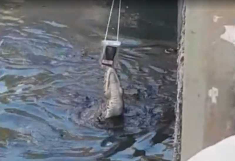 Homem tenta fazer vídeo de jacaré em Florianópolis e animal morde celular; VÍDEO