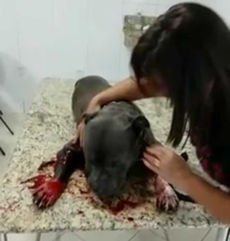 Pitbull é segundo cão a ser atingido por policiais militares em menos de 24 horas em Itajaí – Foto: Facebook/Divulgação/ND