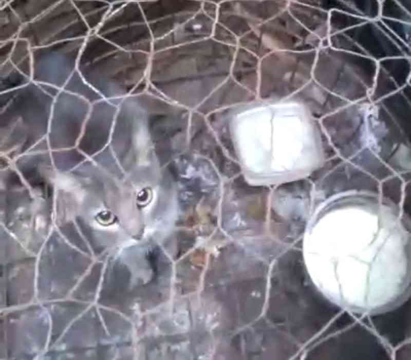 Gato mantido preso em gaiola é resgatado em bairro de São José do Rio Preto, SP