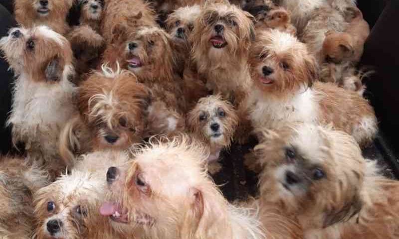 PM estoura canil clandestino que mantinha 66 cães da raça shih tzu em cativeiro