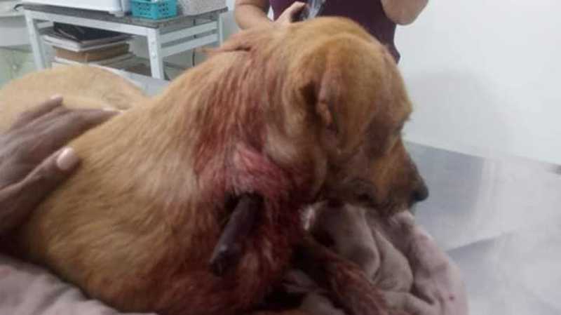 Cachorra morre em Rio Claro (SP) ao ser esfaqueada pelo tutor e ficar com faca cravada no pescoço