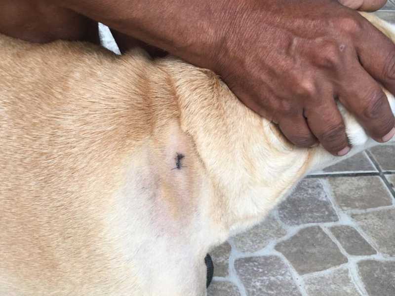 Cachorra também foi atingida com facada em Rio Claro — Foto: Polícia Civil de Rio Claro