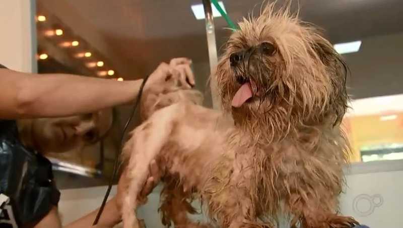 Cães resgatados em situação de maus-tratos em canil clandestino de Rio Preto (SP) passam por banho e tosa para adoção