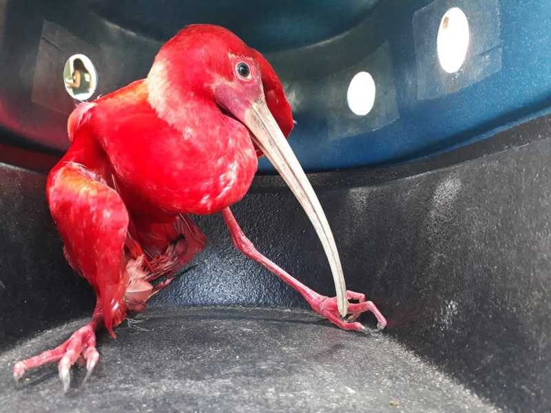 Guará-vermelho é resgatado após ser abandonado com asa fraturada em São Vicente, SP